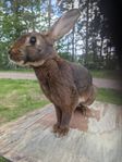Belgisk hare 