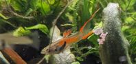 endler guppy hane
