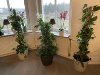 Tre stora klätterväxter i kruka