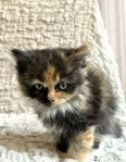 Brittisklånghår och ragdoll kattungar 