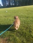 Australian Shepherd han valp