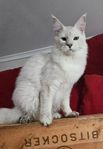 Fodervärd mainecoon