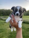 Pomchillon valpar ~ Chihuahua ~ Pomeranian ~ Papillon