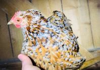 Dvärgkochin avels ägg