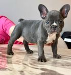 Fransk bulldog,tik ,svenskfödd,Leveransklara