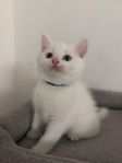 fina katten, oseriösa köpare skriv ej tack!