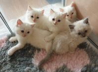 RAGDOLL - Renrasiga kattungar MED stamtavla i SVERAK!