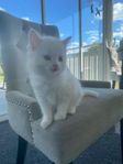 Kattungar