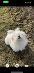 shih tzu valpar