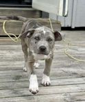 American Bully valp med meriterade föräldrar 