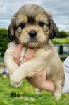 Blandras Shih tzu / Lhasa Apso 