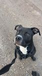 Amstaff/Bully
