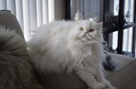 Perser (shiraz) katt