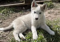 4siberian Husky valpar till salu