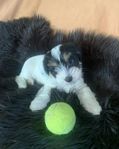 Biewer / Yorkshireterrier valp hane