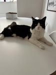 Hankatt söker nytt hem