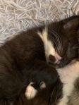Maine Coon/ huskatt,   kattunge 