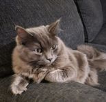 Kattunge 
