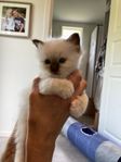 Kattunge - Helig Birma 