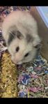 Supersnäll hamster med alla tillbehör