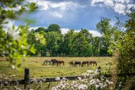 Sommarbete Malmköping i Sörmland