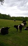 Belted galloway 