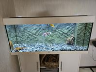 240 l juwel + fisk, ciklid, mal.