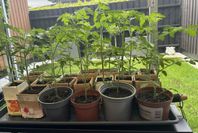 Tomatplantor