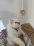 kattunge/ 16V
