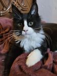 maine coon honor med stamtavla 