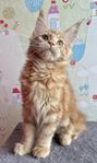 Renrasig Maine coon kattunge 