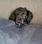 Sagans Cockerpoo 