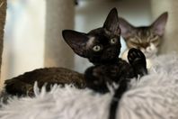 Svart Devon Rex kattunge