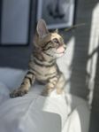 Bedårande bengal kattungar från fina linjer 