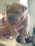 american bully/amstaff valpar