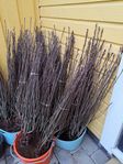 100 st Häckplantor Häggmispel 