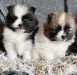 Pomeranian/Pomch 