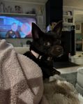 Chihuahua/Pomeranian Tik