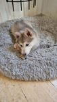 alaskan shepherd