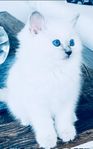 Ragdoll kattungar 