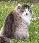 Norsk skogkatt