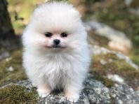 SKK-registrerad   pomeranian valp hane 