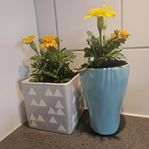 2 st mindre krukor med växt tagetes i.