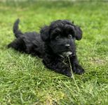 Bichon Havanais 