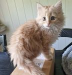 Kattungar, långhårig blandras