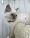 Ragdoll med stamtavla 