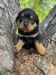 rottweiler valpar