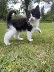 katt unge leveransklara 9/6