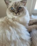 RAGDOLL - renrasig med stamtavla i SVERAK, 6 månader gammal