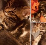 kattunge 12 v Blandras 